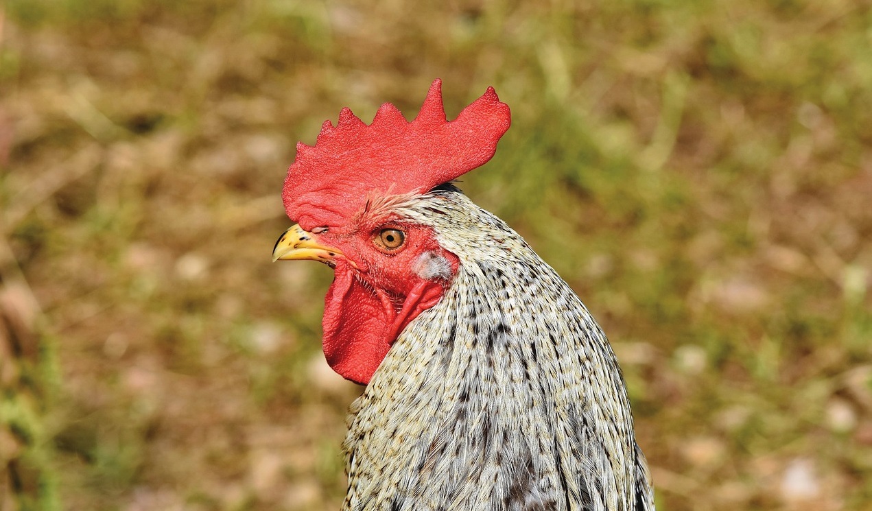 產(chǎn)氣莢膜梭菌的預(yù)防和管理措施！