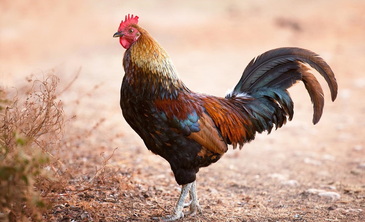 產(chǎn)氣莢膜梭菌致病機理和流行病學(xué)！