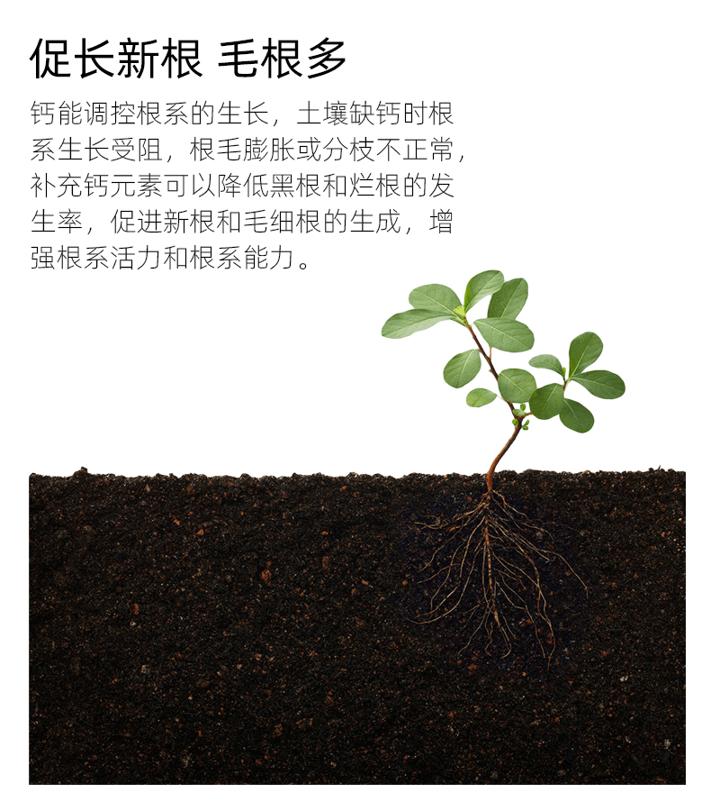 鈣作用2.png 鈣作用2.png